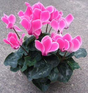 Flowers-Cyclamen
