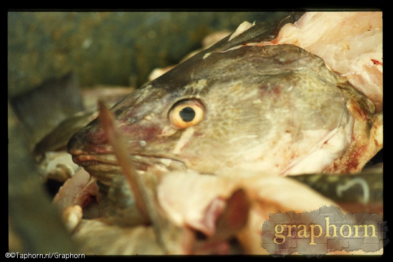 01.jt.1973 (juni)ams#b8_61.jpg